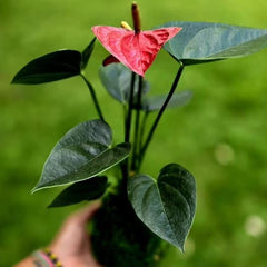 Kokedama Class on Sept 15th at Other Half Brewery