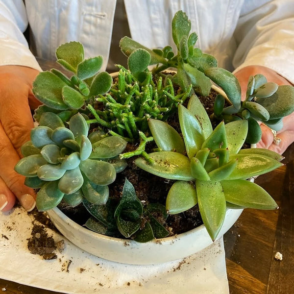Succulent Planter Class on Sept 8th at Other Half Brewery